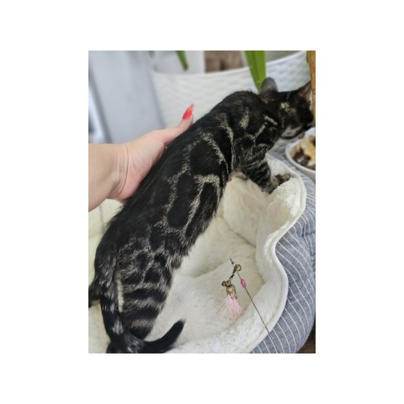 Bengal Alva Q'Black  Velvet