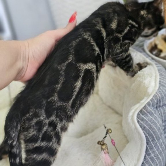 Bengal Alva Q'Black  Velvet