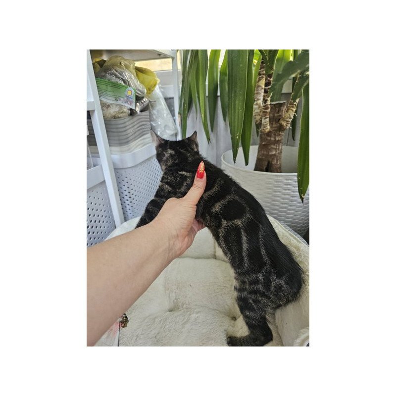 Bengal Alva Q'Black  Velvet