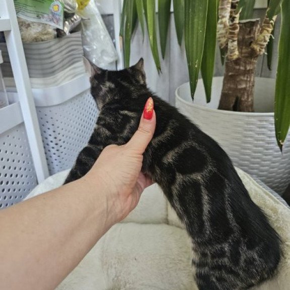 Bengal Alva Q'Black  Velvet