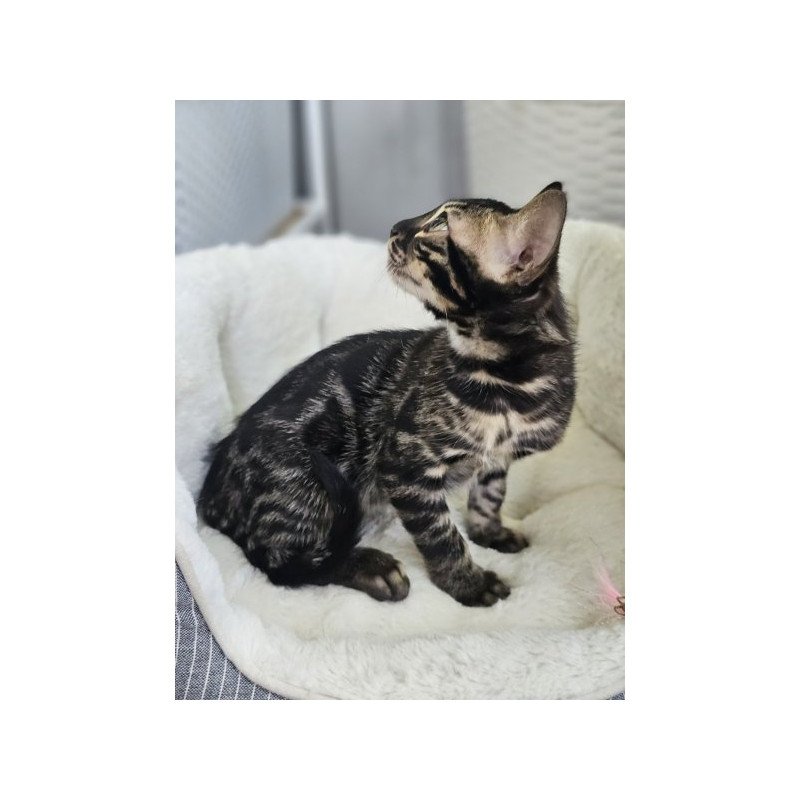 Bengal Alva Q'Black  Velvet