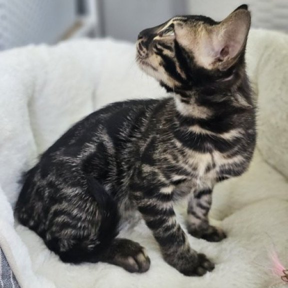 Bengal Alva Q'Black  Velvet