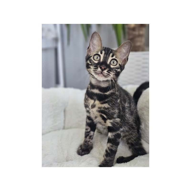 Bengal Alva Q'Black  Velvet