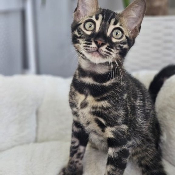 Bengal Alva Q'Black  Velvet