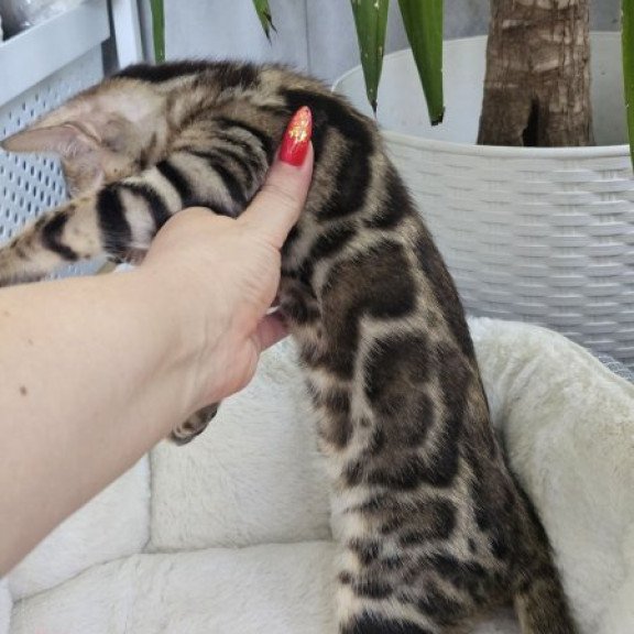 Bengal Alva Quasar