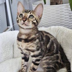 Bengal Alva Quasar