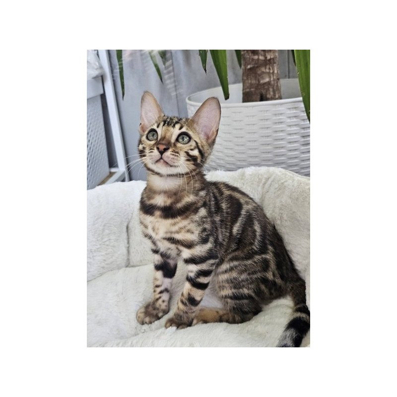 Bengal Alva Quasar