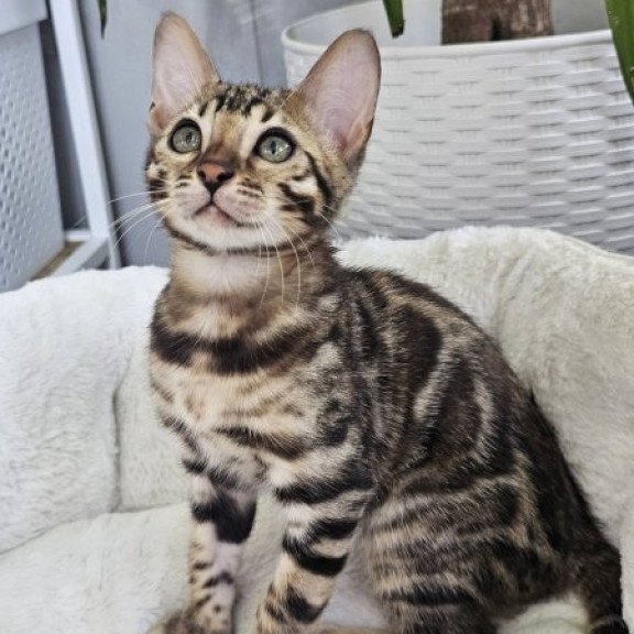 Bengal Alva Quasar