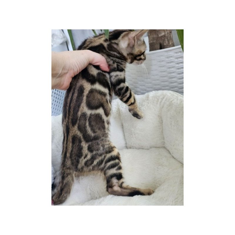 Bengal Alva Quasar