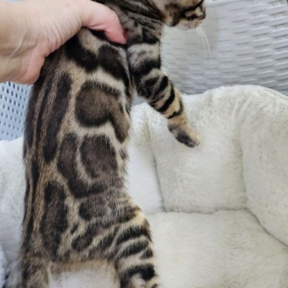 Bengal Alva Quasar