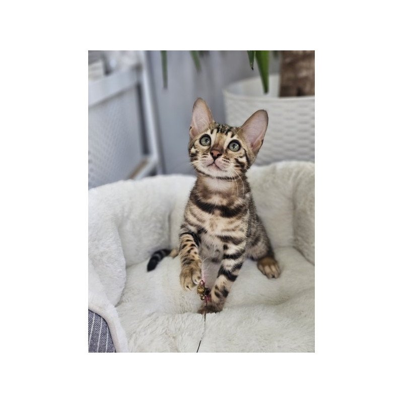 Bengal Alva Quasar