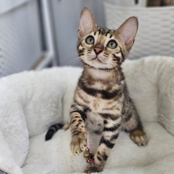 Bengal Alva Quasar