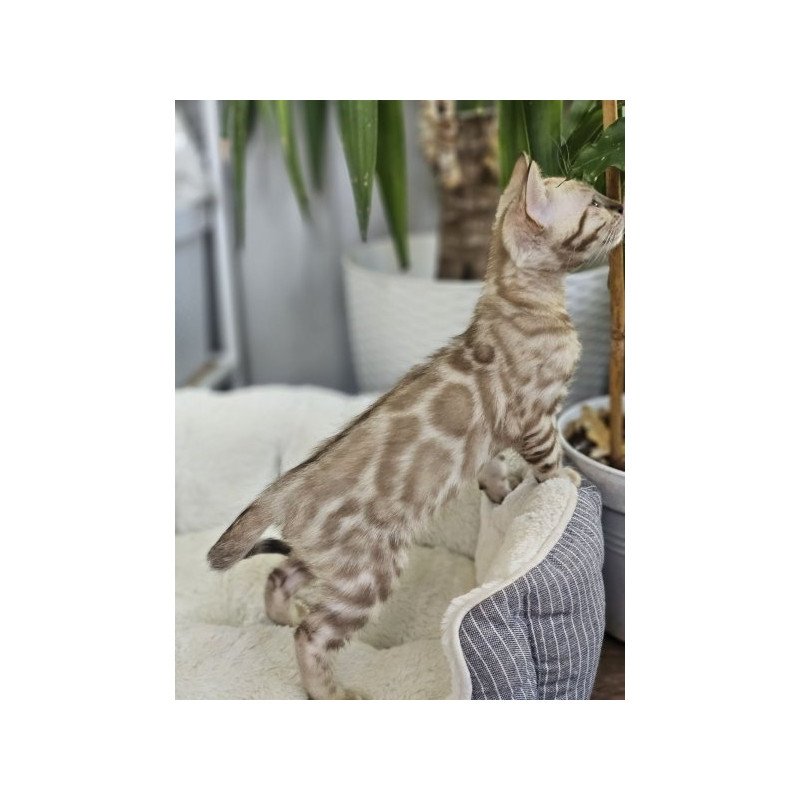 Bengal Alva Quint