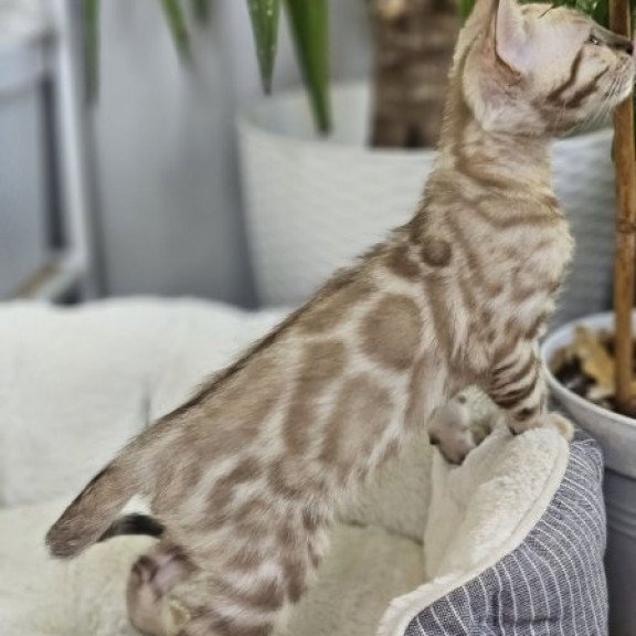 Bengal Alva Quint