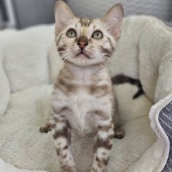 Bengal Alva Quint