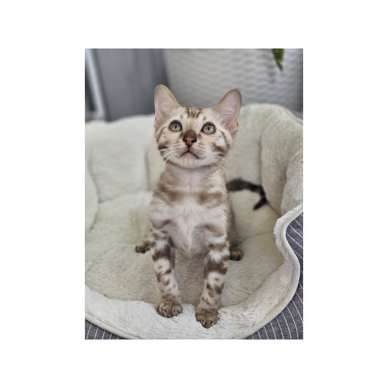 Bengal Alva Quint
