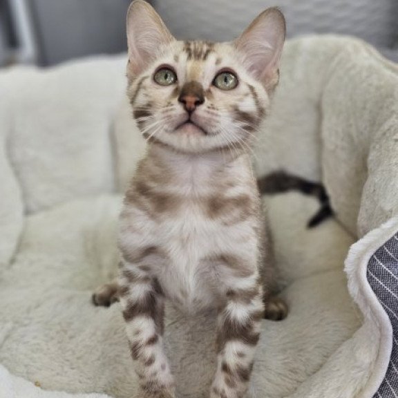 Bengal Alva Quint