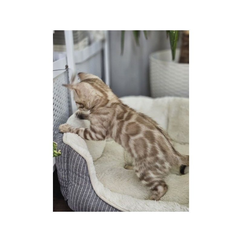 Bengal Alva Quint