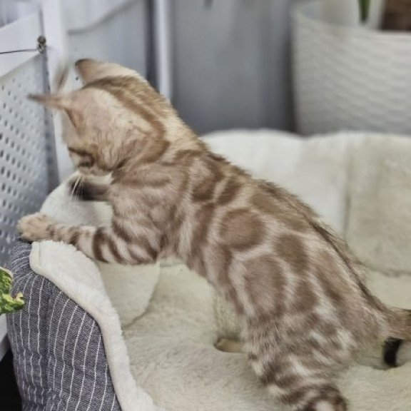 Bengal Alva Quint