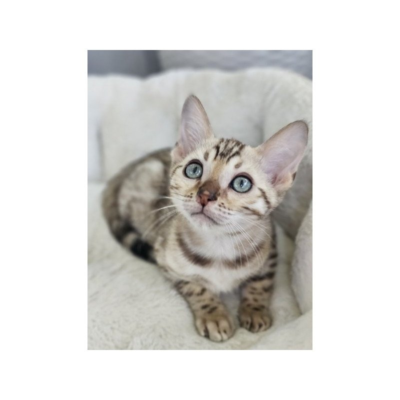 Bengal Alva Quincy