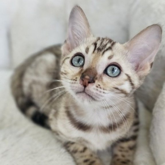 Bengal Alva Quincy