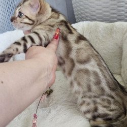 Bengal Alva Quincy