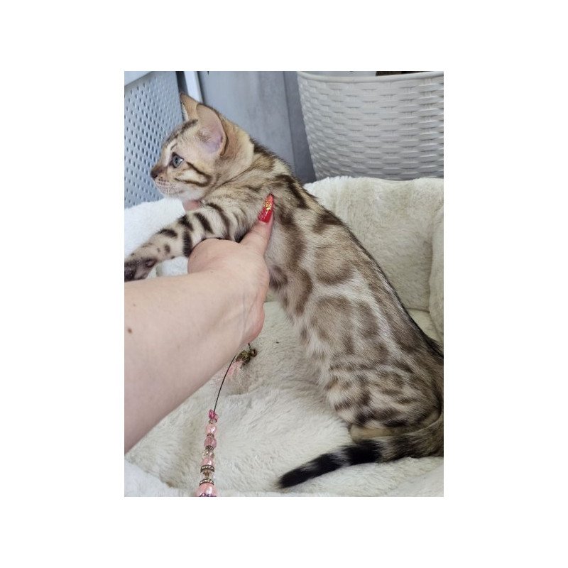 Bengal Alva Quincy