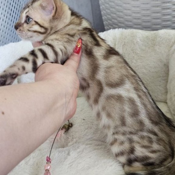 Bengal Alva Quincy