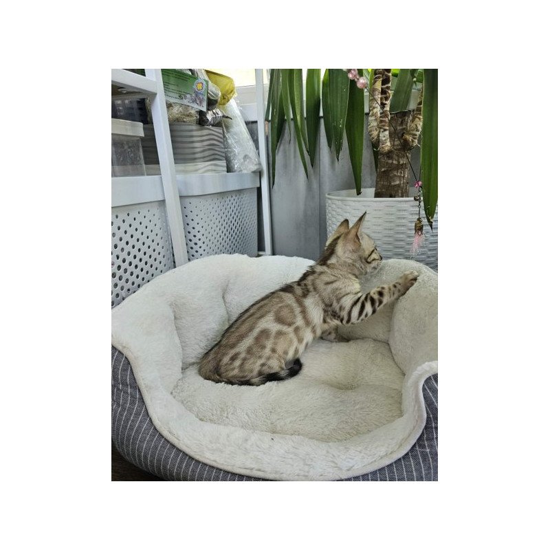 Bengal Alva Quincy