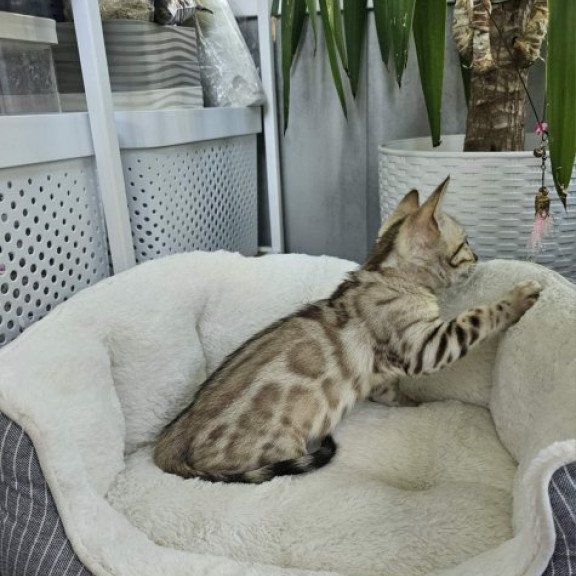 Bengal Alva Quincy