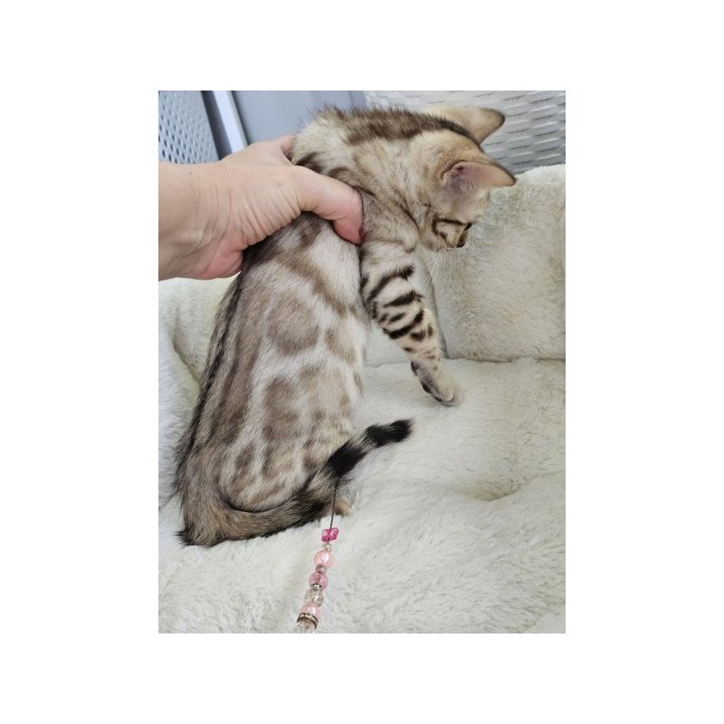 Bengal Alva Quincy