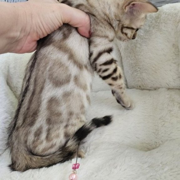 Bengal Alva Quincy