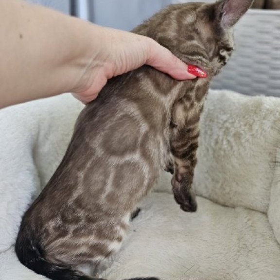 Bengal Alva Q'Cashmere