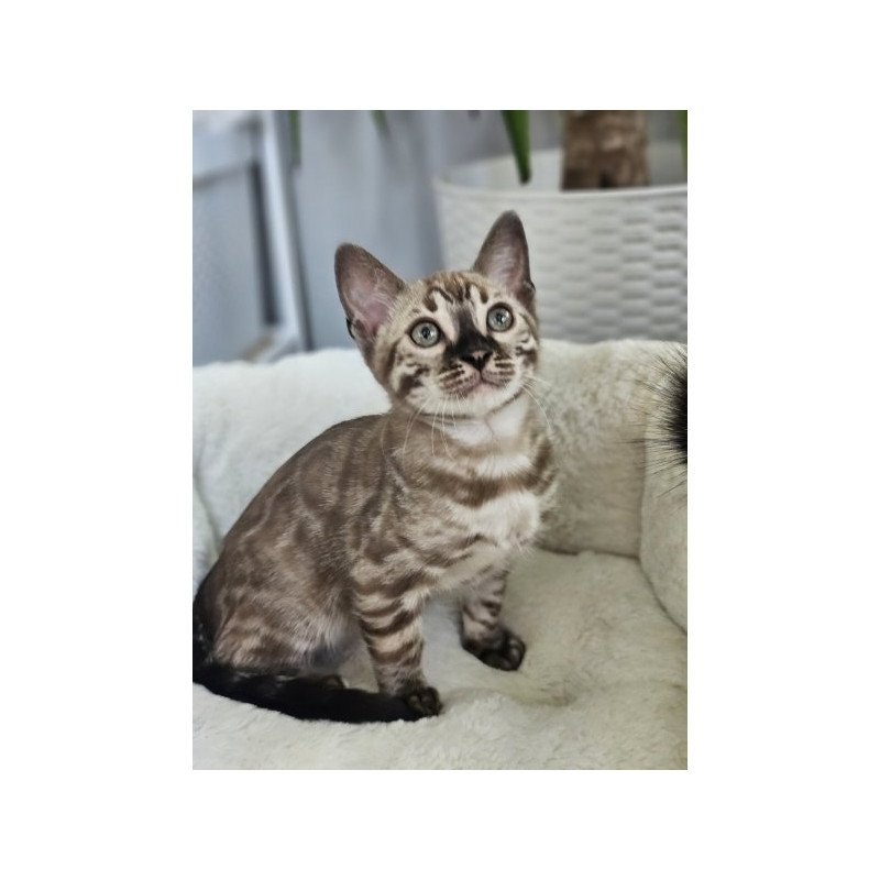 Bengal Alva Q'Cashmere