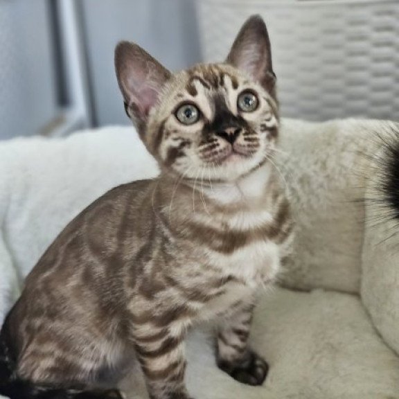 Bengal Alva Q'Cashmere
