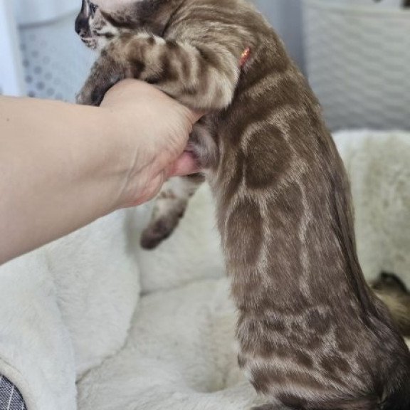 Bengal Alva Q'Cashmere