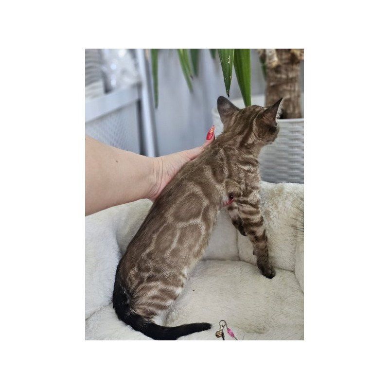 Bengal Alva Q'Cashmere