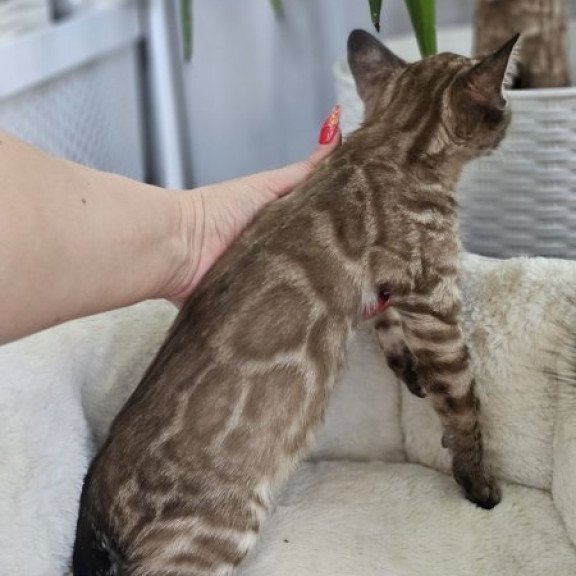 Bengal Alva Q'Cashmere