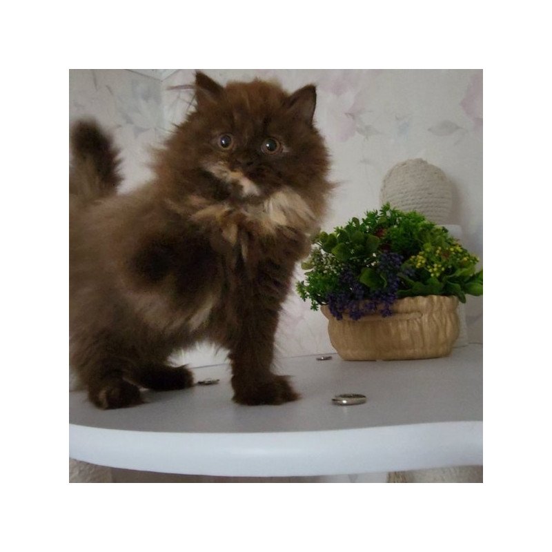 Alisiya British