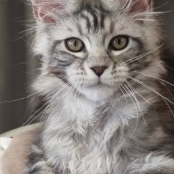 Maine Coon Alva Clinta
