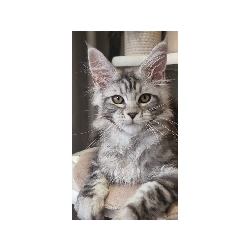 Maine Coon Alva Clinta