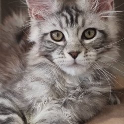 Maine Coon Alva Clinta