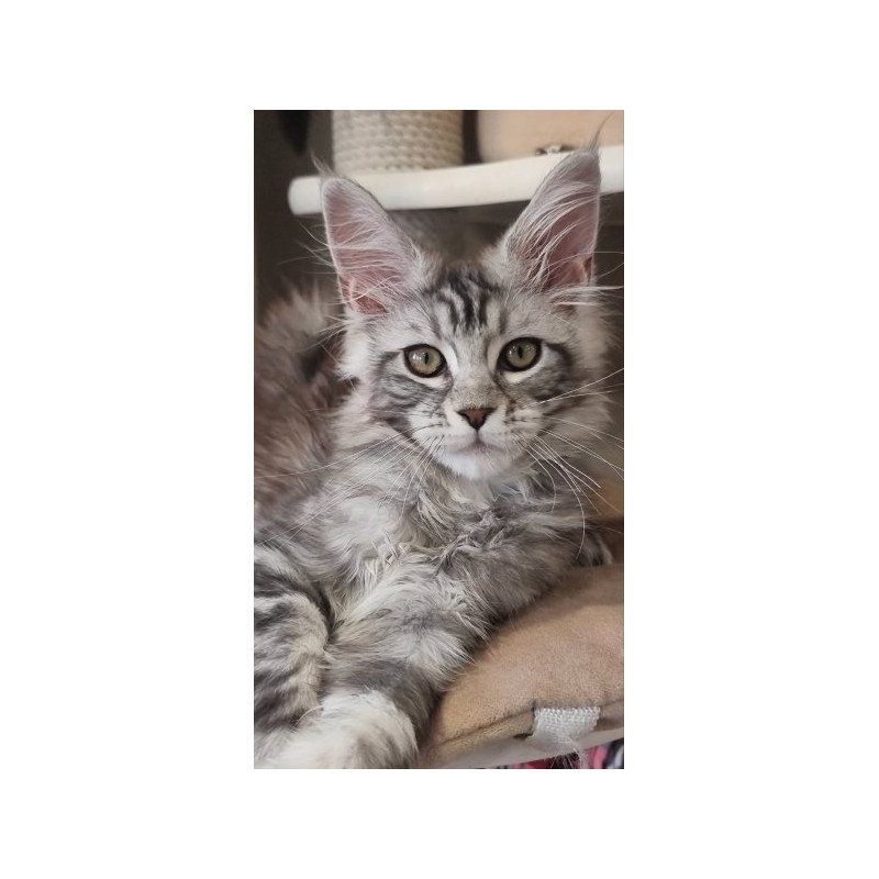 Maine Coon Alva Clinta