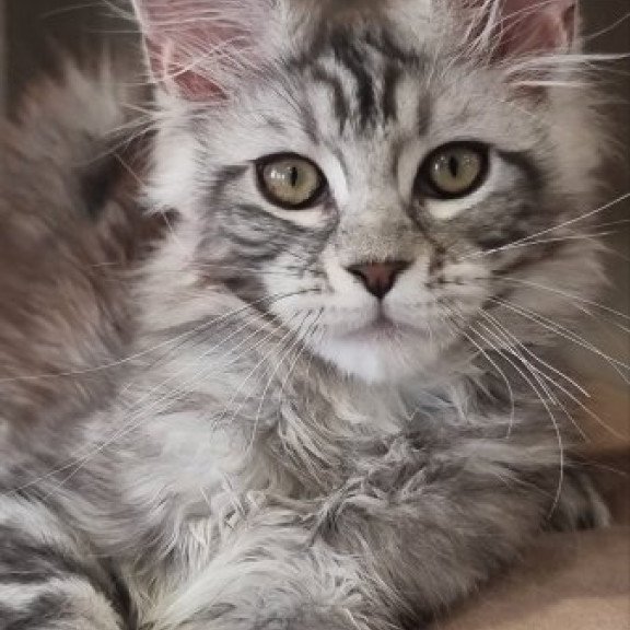 Maine Coon Alva Clinta