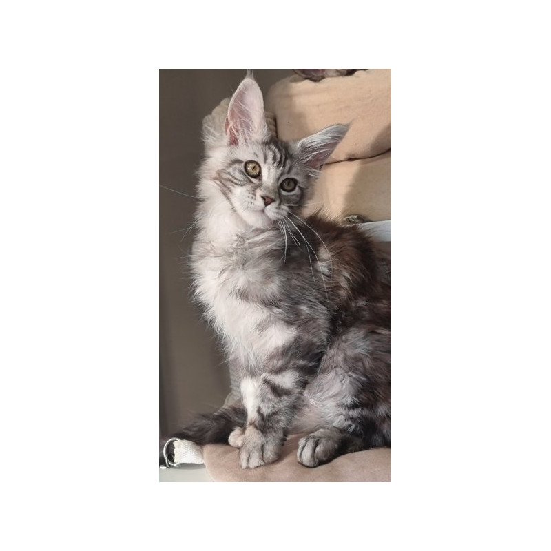 Maine Coon Alva Clinta