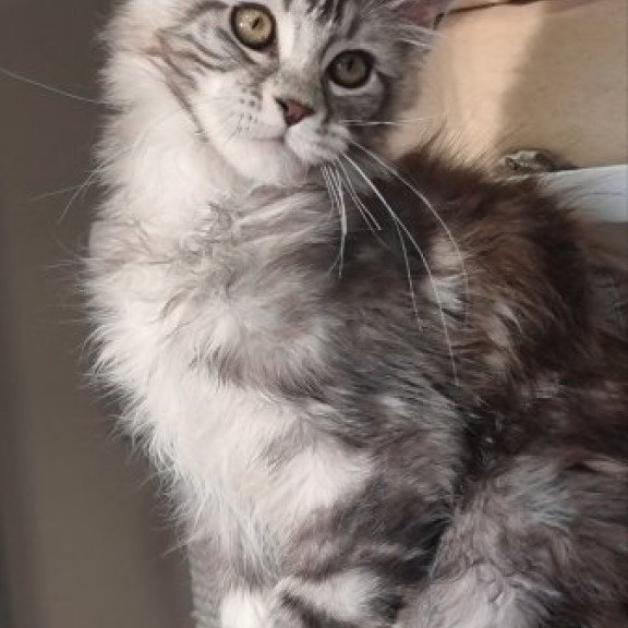 Maine Coon Alva Clinta