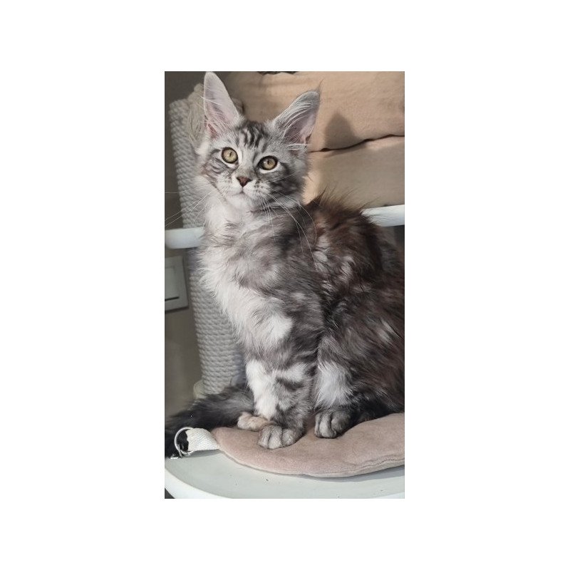 Maine Coon Alva Clinta