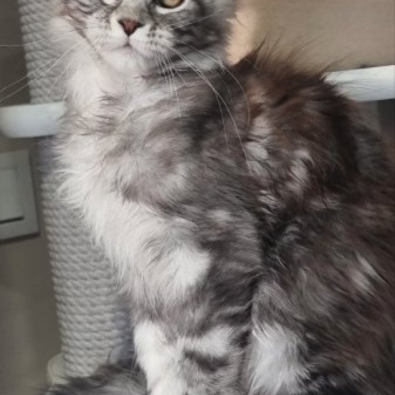 Maine Coon Alva Clinta