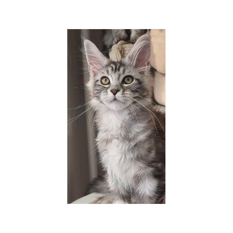 Maine Coon Alva Clinta