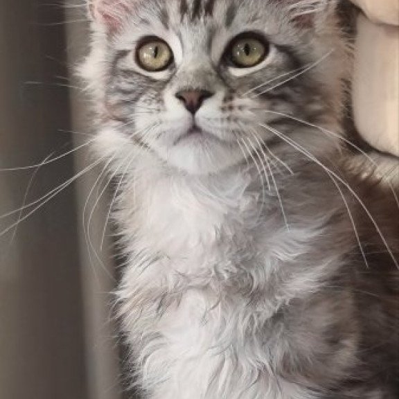 Maine Coon Alva Clinta